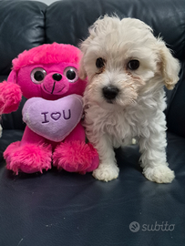 Maltipoo femina