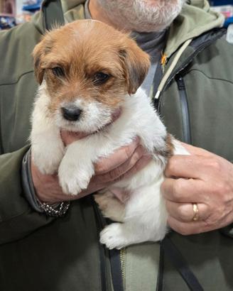 Cuccioli di Jack Russell Terrier broken e ruvido