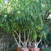 3 Palme Yucca da giardino
