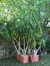 3 Palme Yucca da giardino