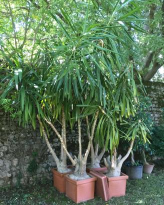 3 Palme Yucca da giardino