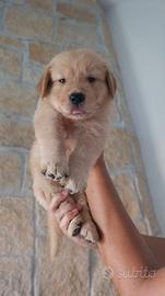 Golden retriever americano pedigree enci