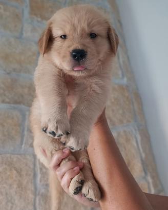 Golden retriever americano pedigree enci