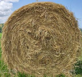 Fieno di stagione 2025