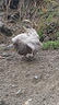 galline-ovaiole-e-ornamentali