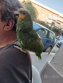 Fronte gialla