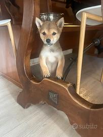 Shiba inu