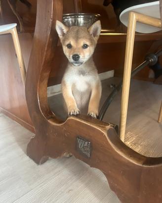 Shiba inu