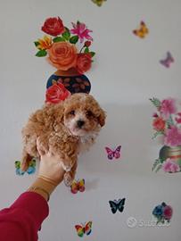 Maltipoo