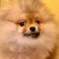 Spitz tedesco nano Pomerania