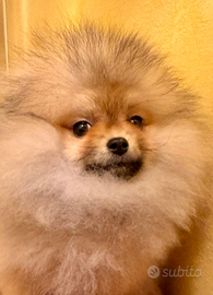 Spitz tedesco nano Pomerania