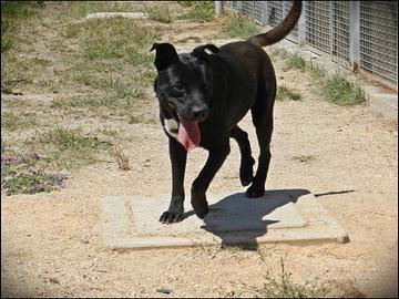 Unno, cane bravo desidera una famiglia