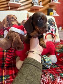 Bassotti tedeschi nani kaninchen pedigree ENCI