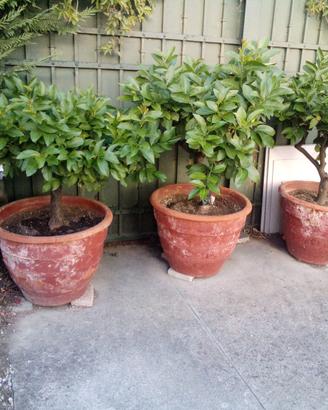 3 piante di limone adulte – eta'  circa 40 anni .