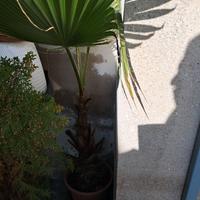 Palma filamentosa in vaso