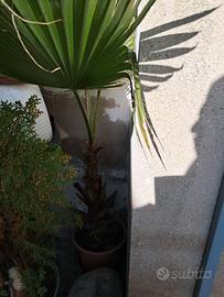 Palma filamentosa in vaso