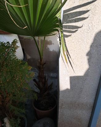 Palma filamentosa in vaso