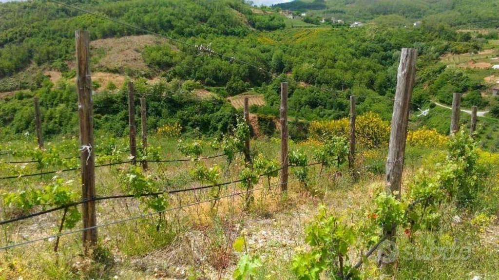 Immobile in asta di 10767 m² a Luzzi - Vista 4