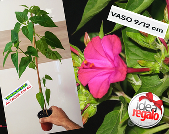 Pianta Vera con Vaso Mirabilis Jalapa Bella Notte