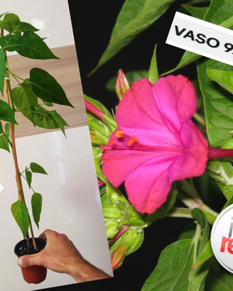 Pianta Vera con Vaso Mirabilis Jalapa Bella Notte
