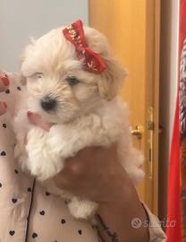Maltipoo Bergamo