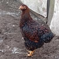  gallina  wyandotte