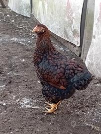  gallina  wyandotte
