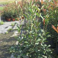 piante ornamentali siepi
