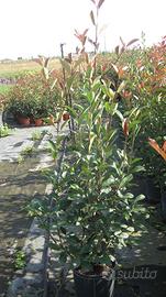 piante ornamentali siepi