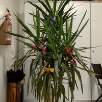 Yucca. Pianta da appartamento o esterno