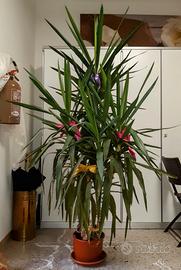 Yucca. Pianta da appartamento o esterno