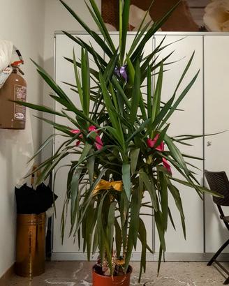Yucca. Pianta da appartamento o esterno