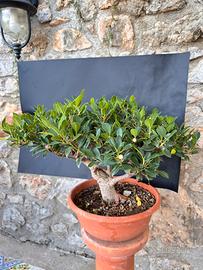 Bonsai Ficus Retusa
