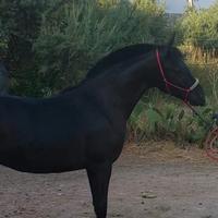 Puledro p.r.e morello