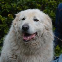 TALLULAH splendida derivato maremmano 6 anni