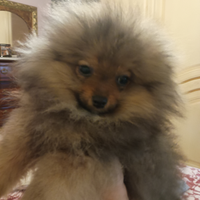 Spitz maschio