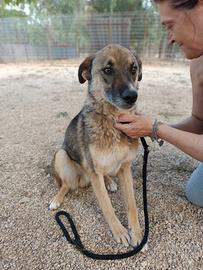 Pils taglia media 5 anni