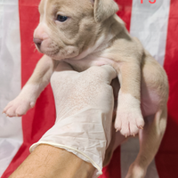 Cuccioli di American pit