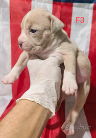 Cuccioli di American pit