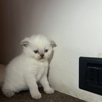 Vendita cuccioli di Scottish