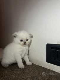 Vendita cuccioli di Scottish