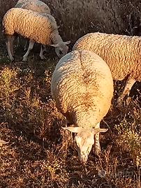 Pecore Berrichon du Cher