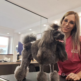 Barboncino per accoppiamento