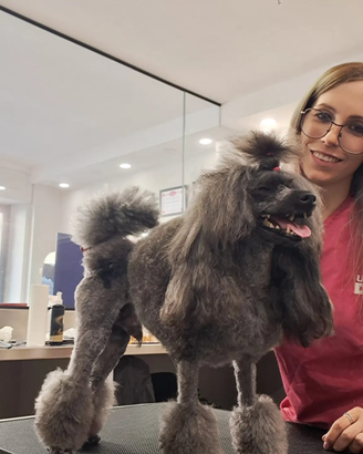 Barboncino per accoppiamento