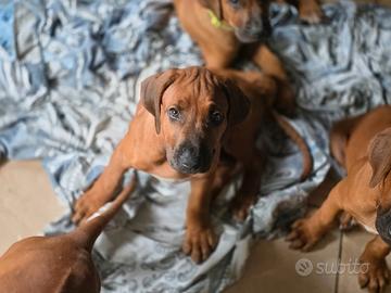 Iris - Cucciola di Rhodesian Ridgeback di 3 mesi