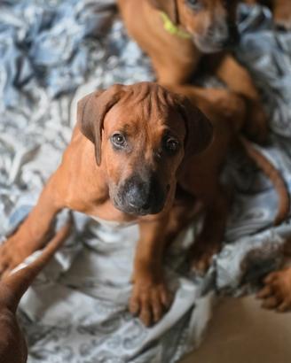 Cucciola femmina Rhodesian Ridgeback da privato