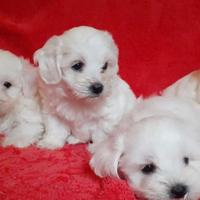 Maltese toy