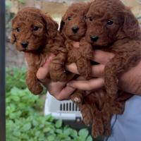 Barboncino toy red brown