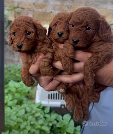 Barboncino toy red brown