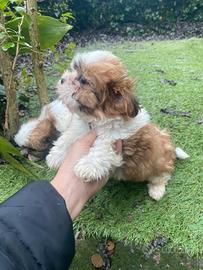 Cuccioli dì Shitzu